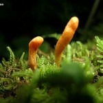 Cordyceps