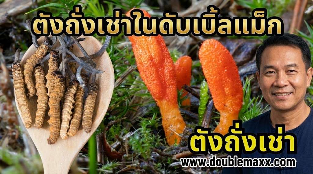 ตังถั่งเช่าในดับเบิ้ลแม็ก cordy-doublemaxx